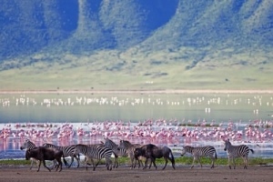 5 DAYS TANZANIA PRIVATE LODGE SAFARI Manyara - Serengeti - Ngorongoro Itinerary