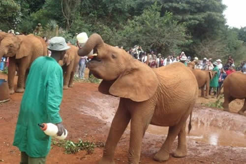 david sheldrick